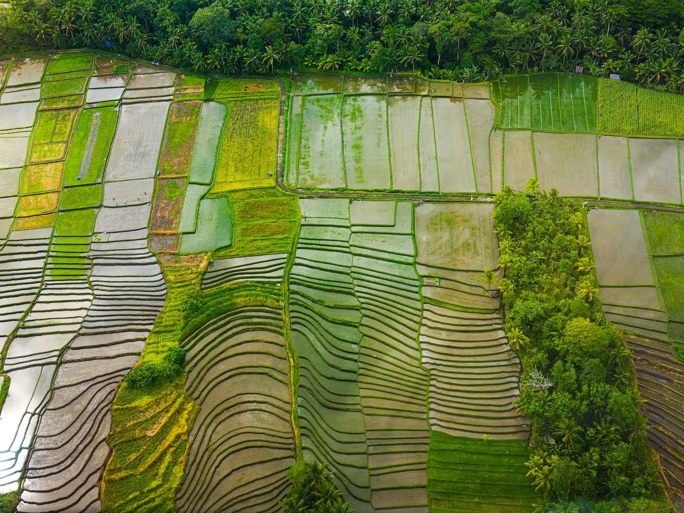 Bali