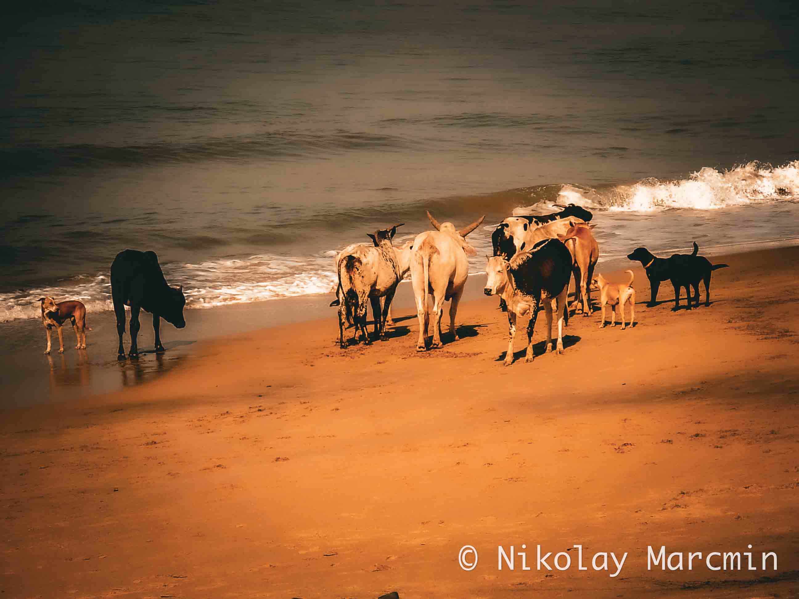 Goa